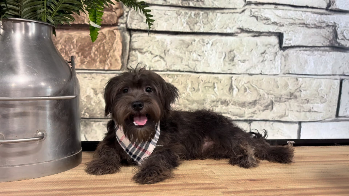 Shihpoo M 4857
