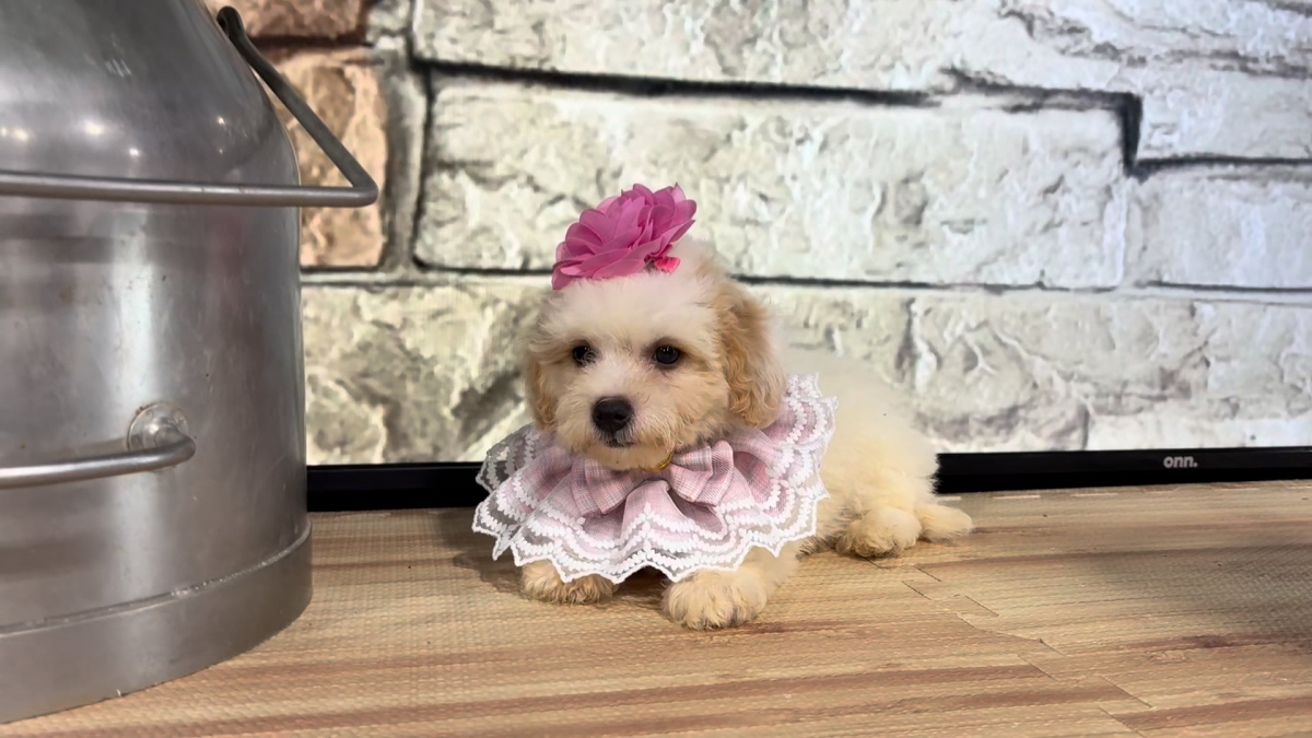 Maltipoo F 4794