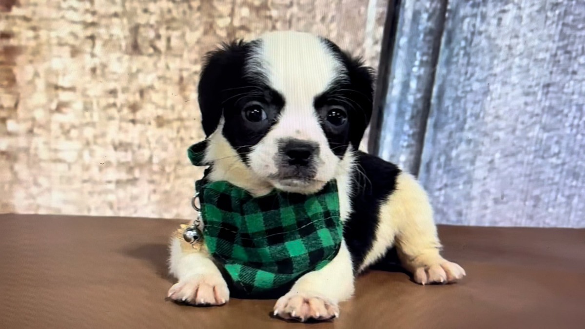 Poogle (Poodle X Puggle) M 4954