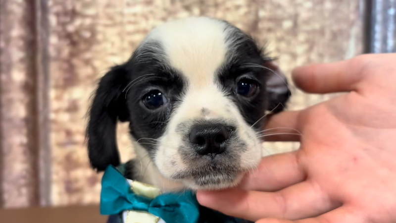 Poogle (Poodle X Puggle) M 4954