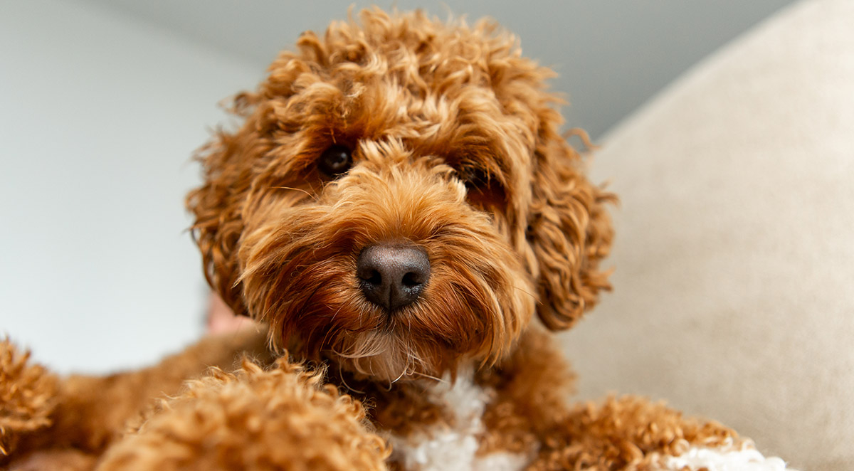Maltipoo vs. Goldendoodle: Which is Right for Your Family?