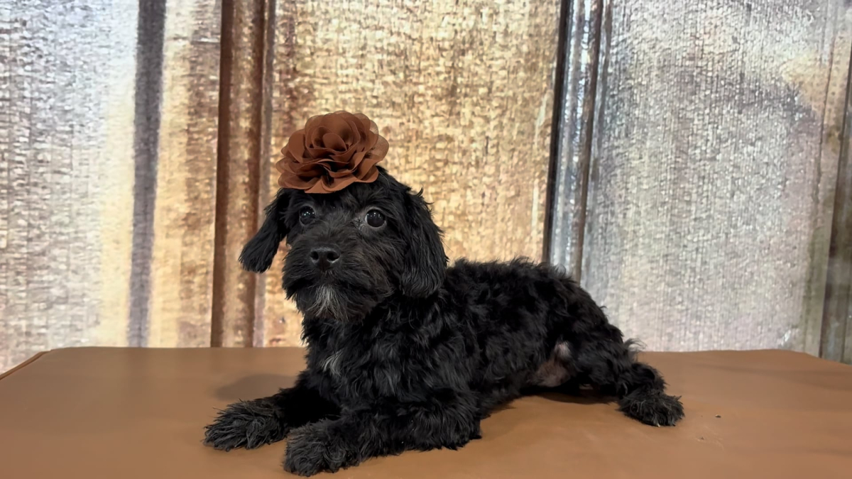 Teacup Maltipoo Black F 6843