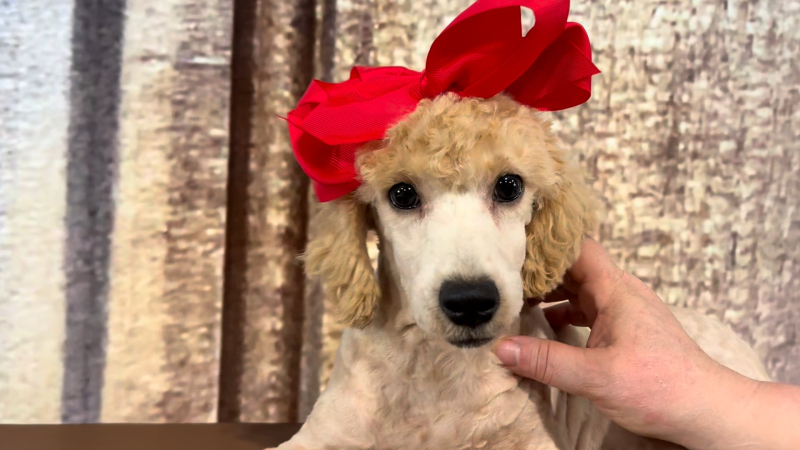 Mini Goldendoodle F 4932