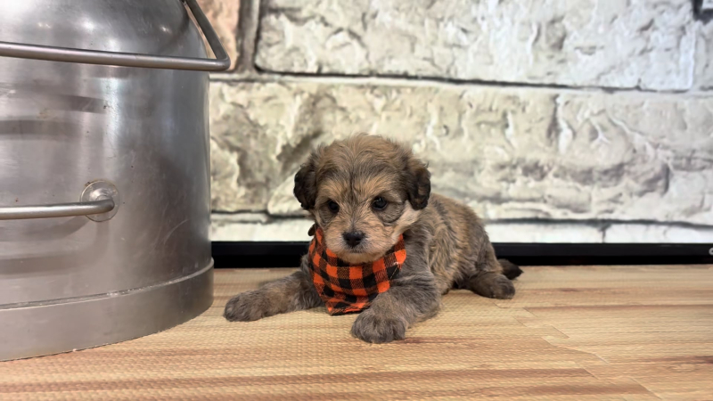Yorkiepoo M 4781