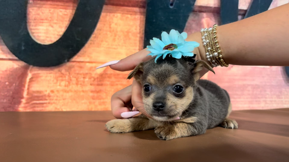 Chihuahua F 4779