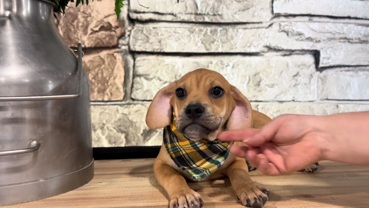 Puggle M 4954