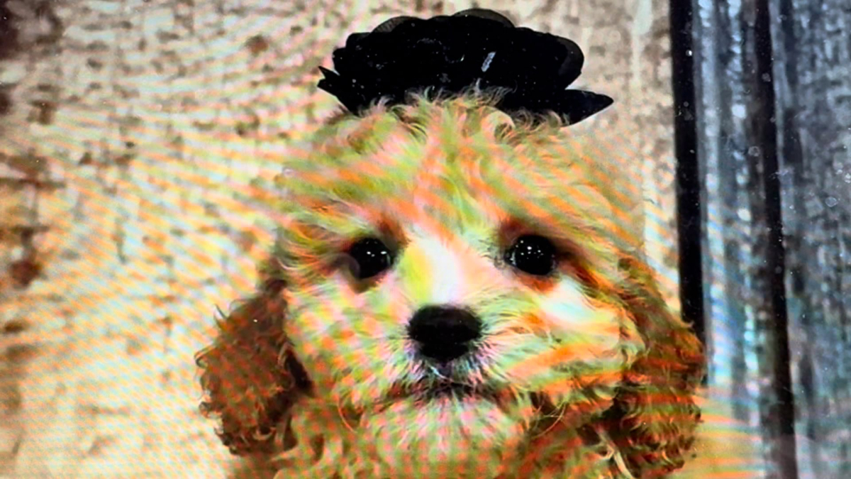 Teddy Bear F 5038