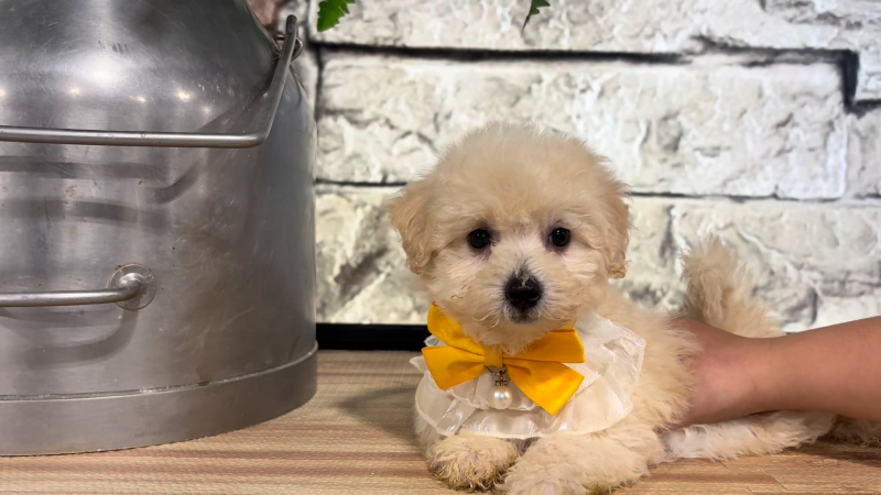 Maltipoo F 4719