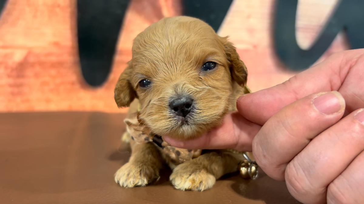 Maltipoo M 5078