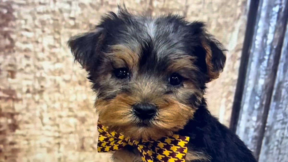 Teacup Yorkshire Terrier M 4841