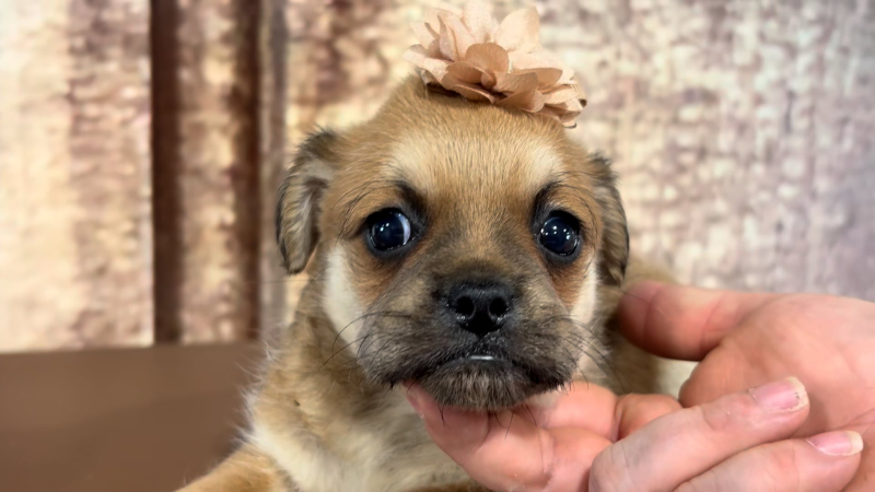 Teacup Morkiepoo F 4914