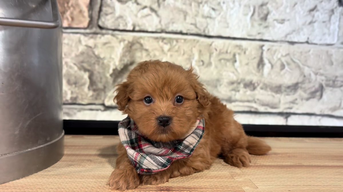 Ultra Red Maltipoo M 4790