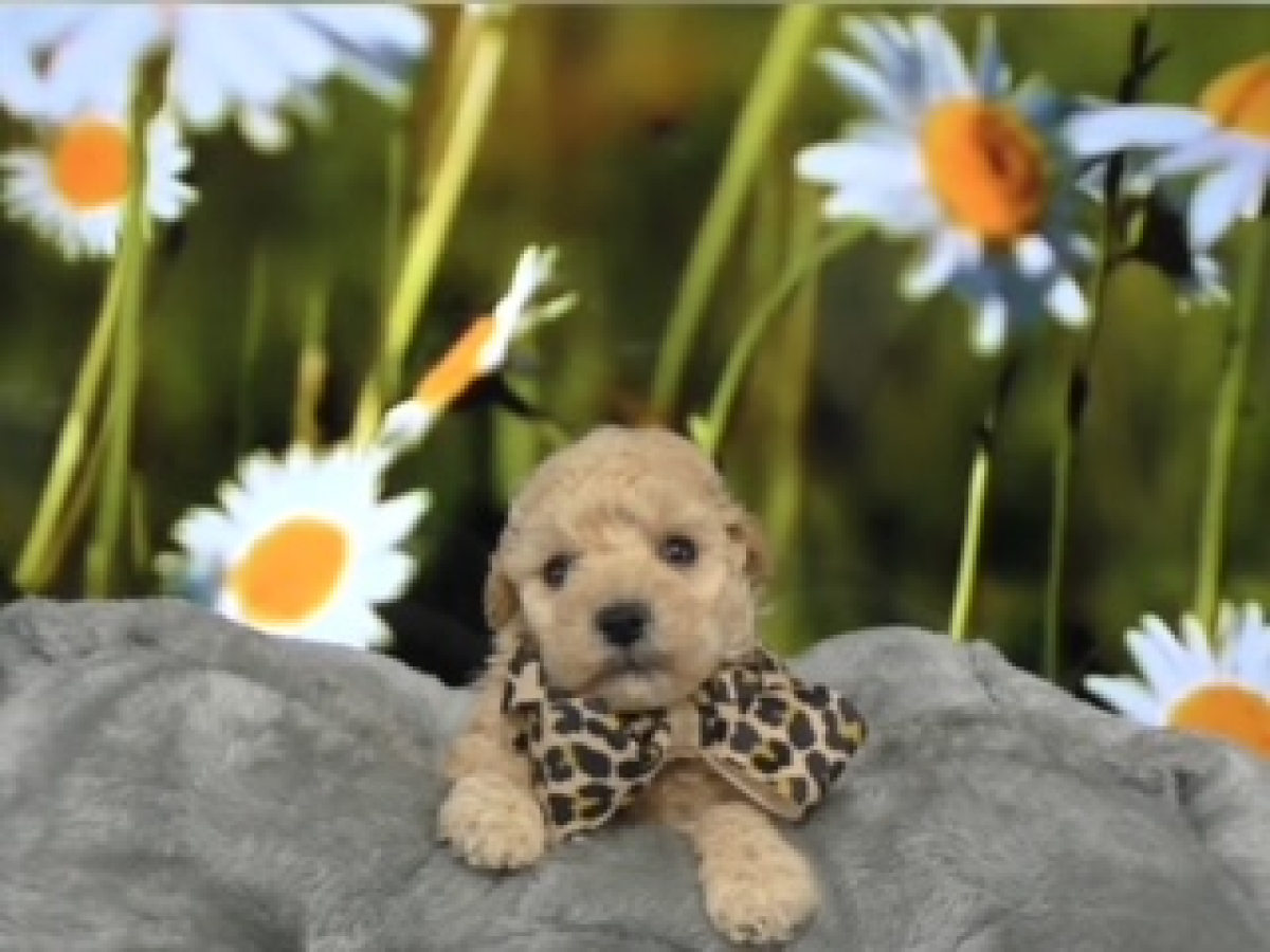 Maltipoo Female 9548, Available 4-5-24. Deposit now!