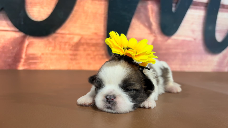 Shih Tzu F 5059
