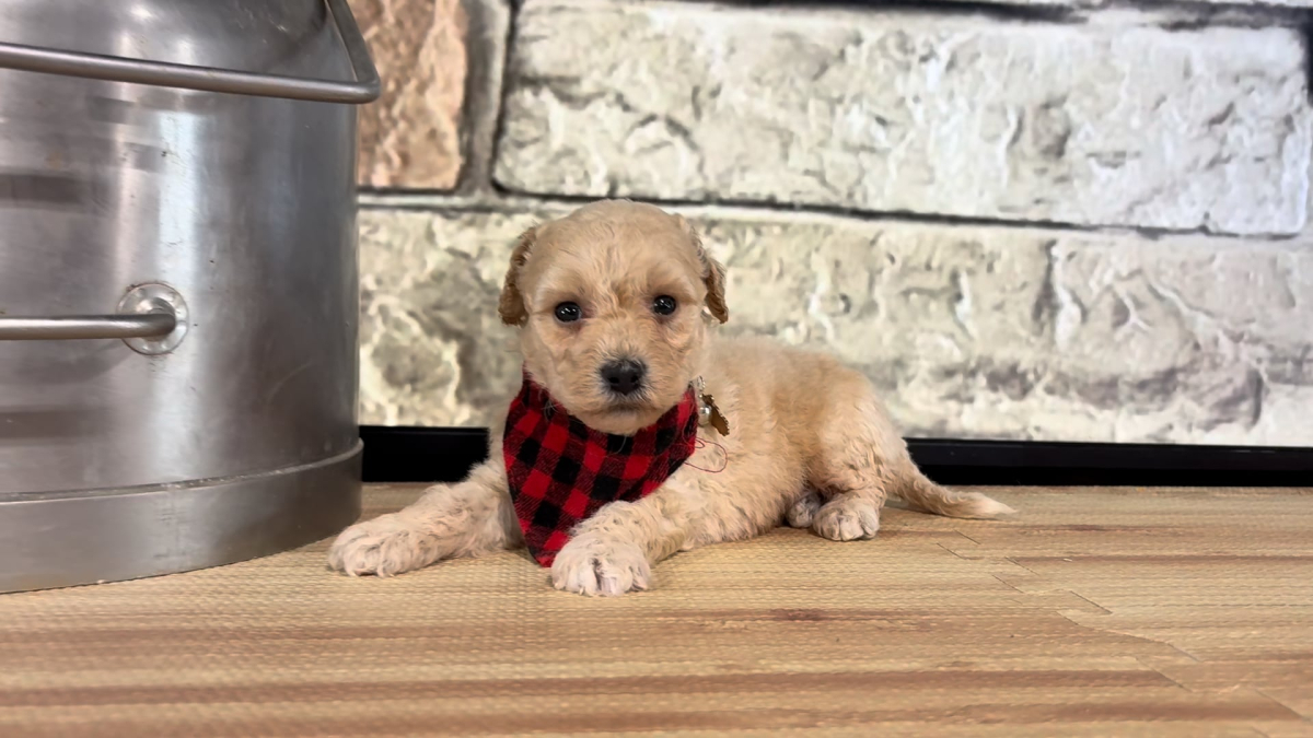 Teddypoo M 4795