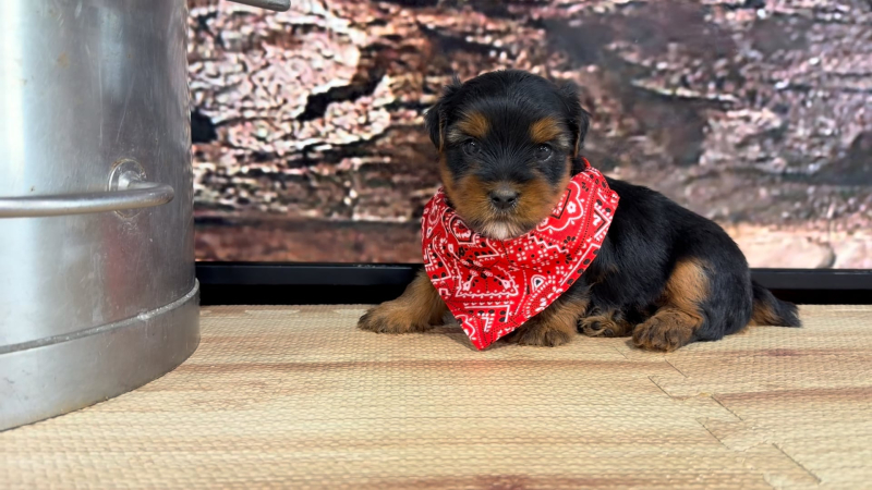 Yorkshire Terrier M 9295