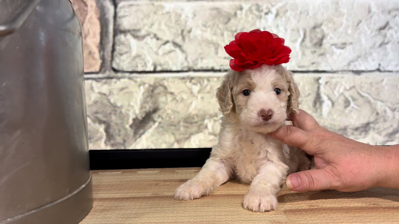 Mini Airedoodle Heart Nose F 4774
