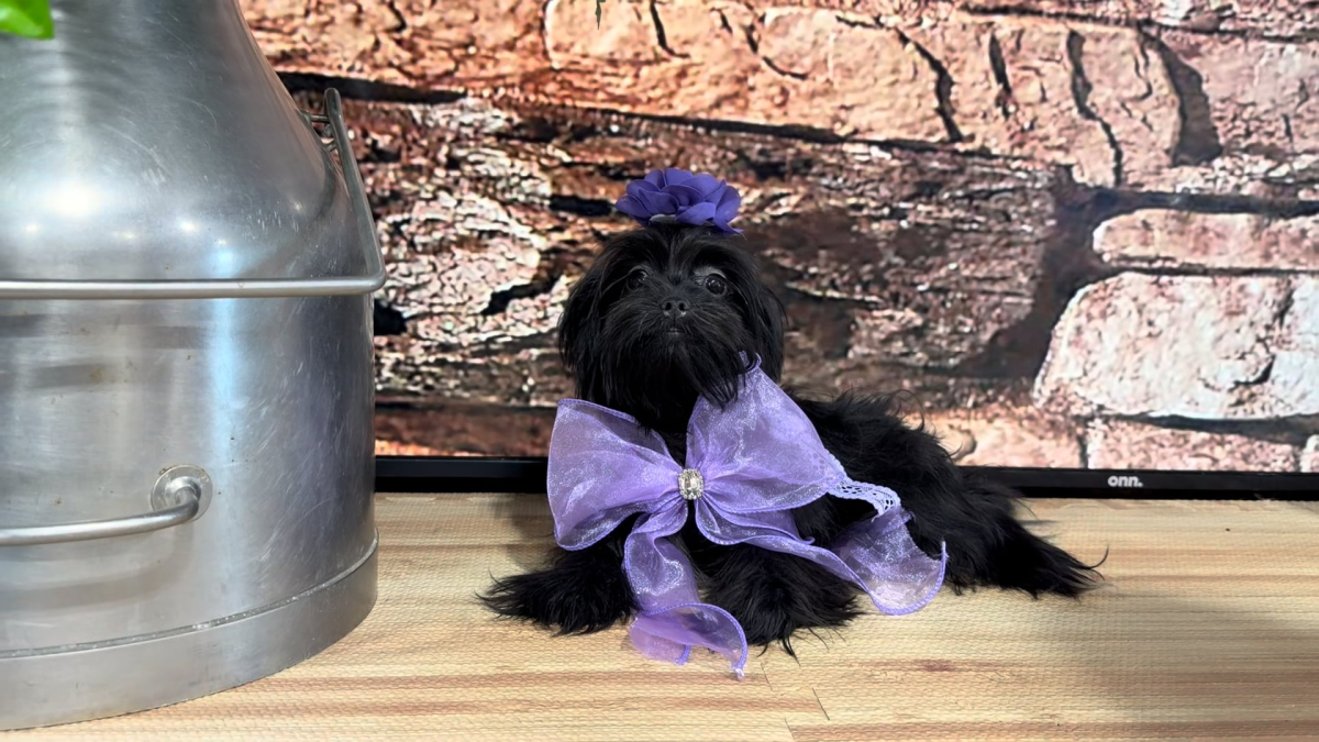 Maltipoo Black F 5067