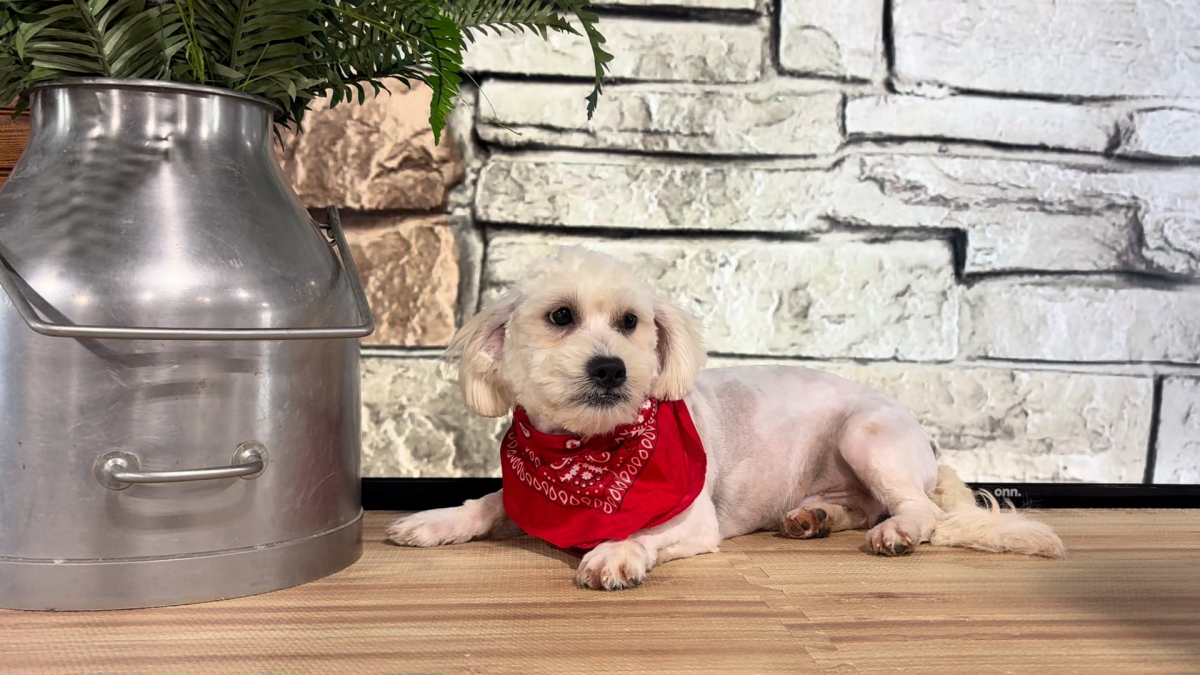 Malshipoo M 5116