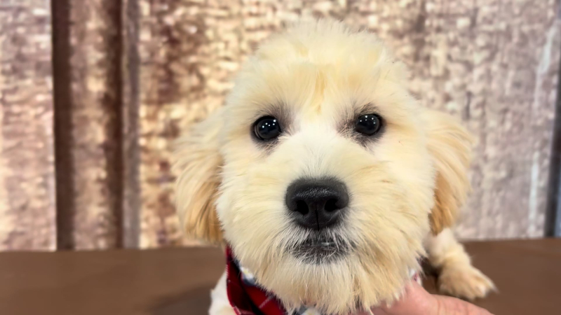 Malshipoo M 5116
