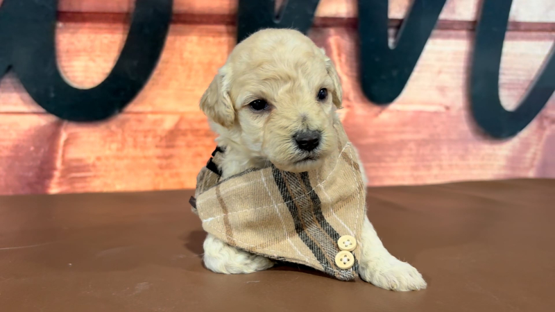 Maltipoo M 4717
