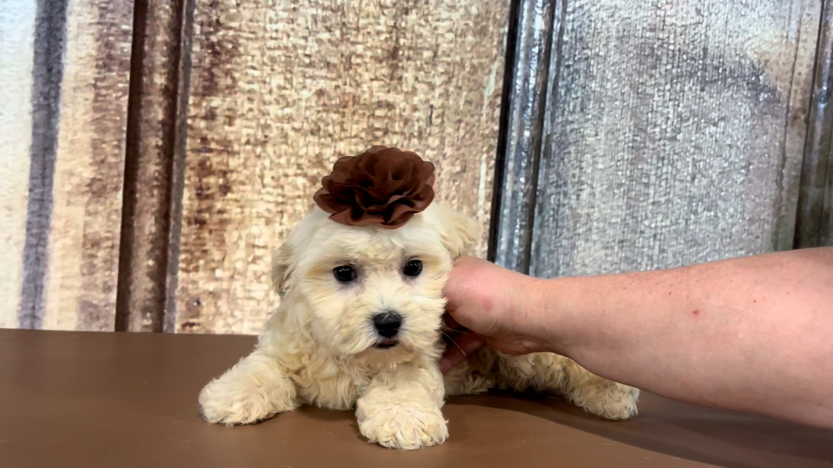 Shichon Teddy Bear F 2284