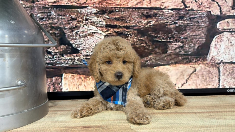 Maltipoo M 9626