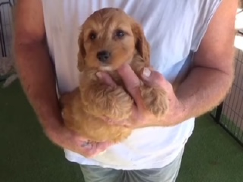 9.5/33 lbs F1BB Fancy Goldendoodle Female 8061, ready now!
