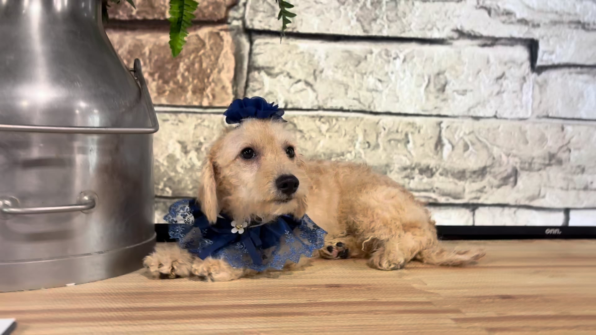 Cavapoo M 4888