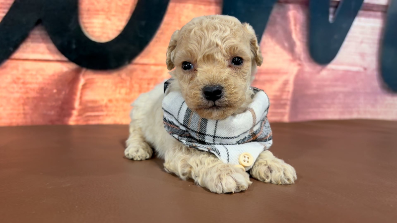 Maltipoo M 4964