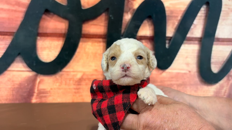 Mini Goldendoodle M 4767