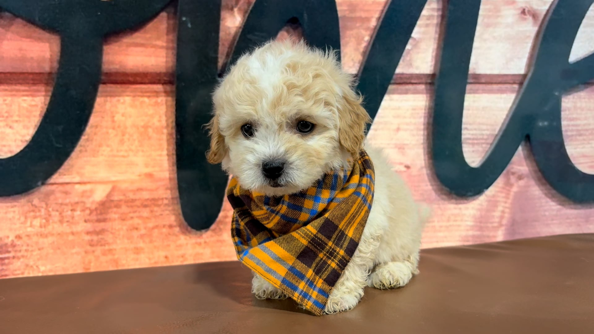 Malshipoo M 4711