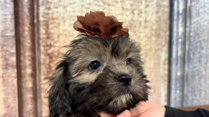 Teacup Maltipoo F 4943