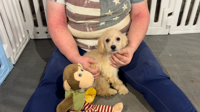 Cavapoo F 4891