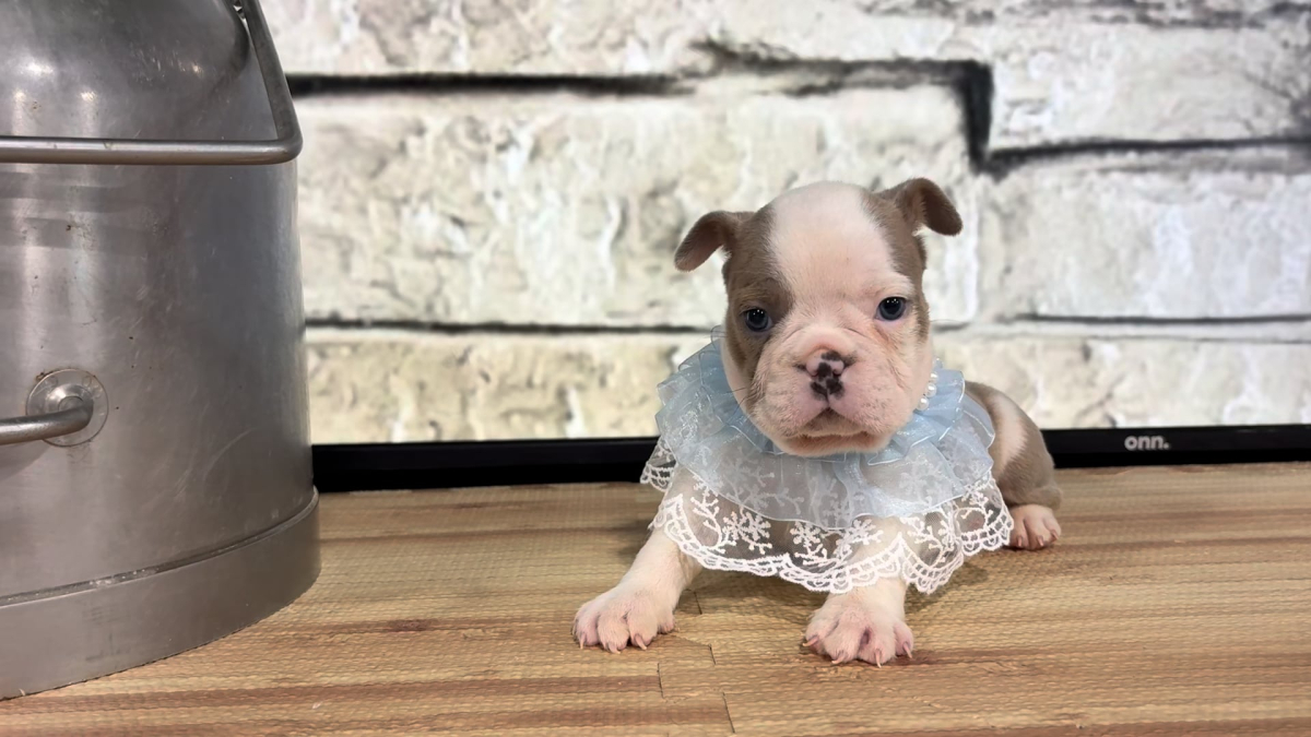 English Frenchie F 4861