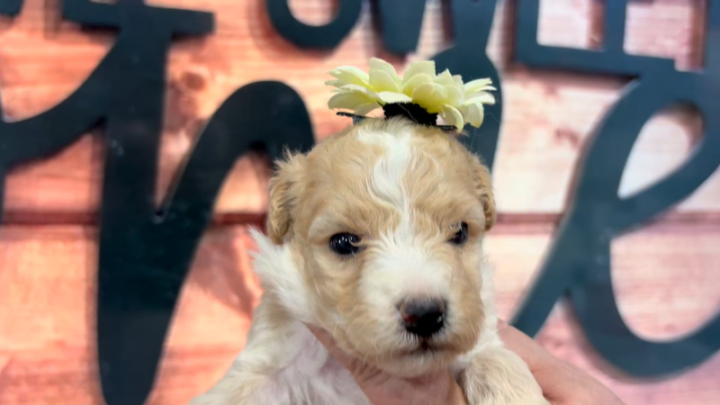 Mini Goldendoodle Fancy F 4968