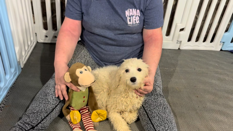 Maltipoo F 5130
