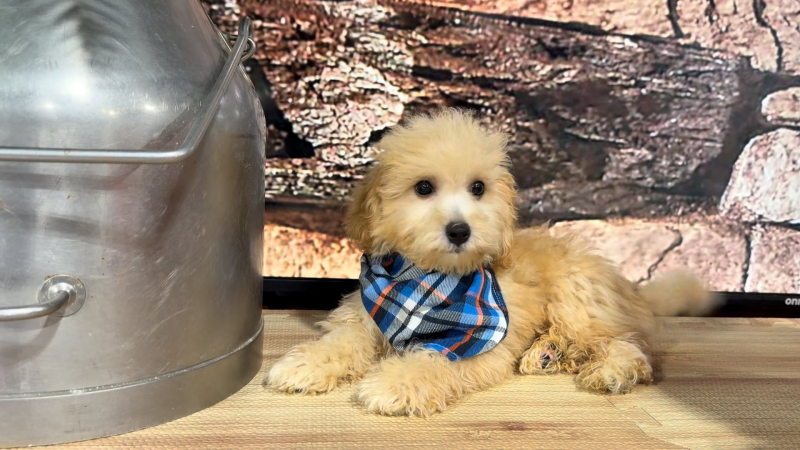 Maltipoo M 4792