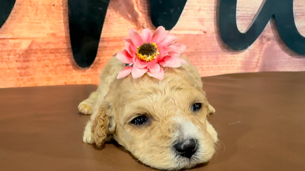 Maltipoo F 5071