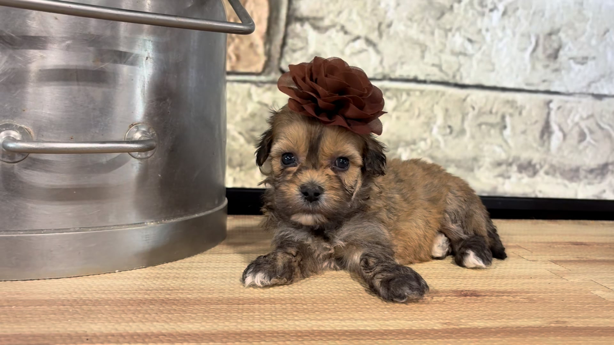 Teddypoo F 4798