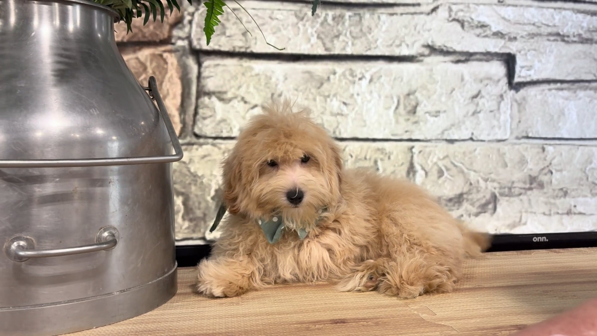 Maltipoo Male 4893