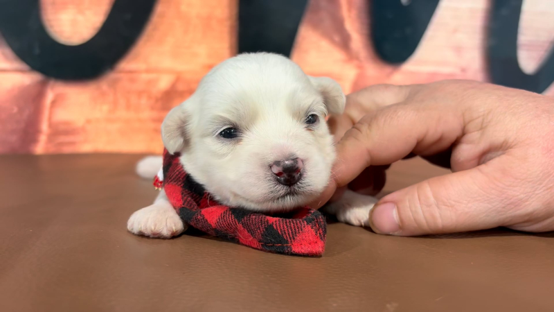 Teddypoo M 4973