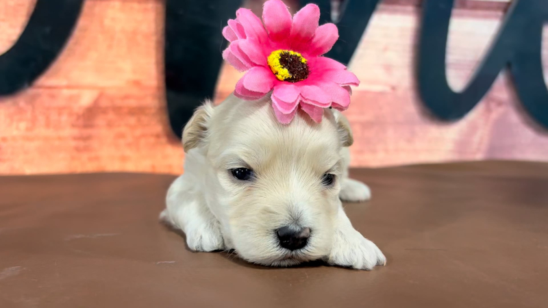 Maltipoo F 4716