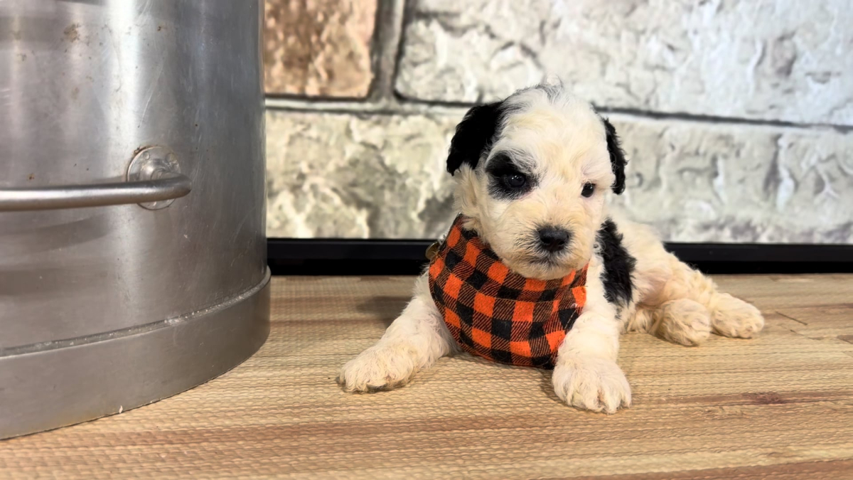 Maltipoo M 4870