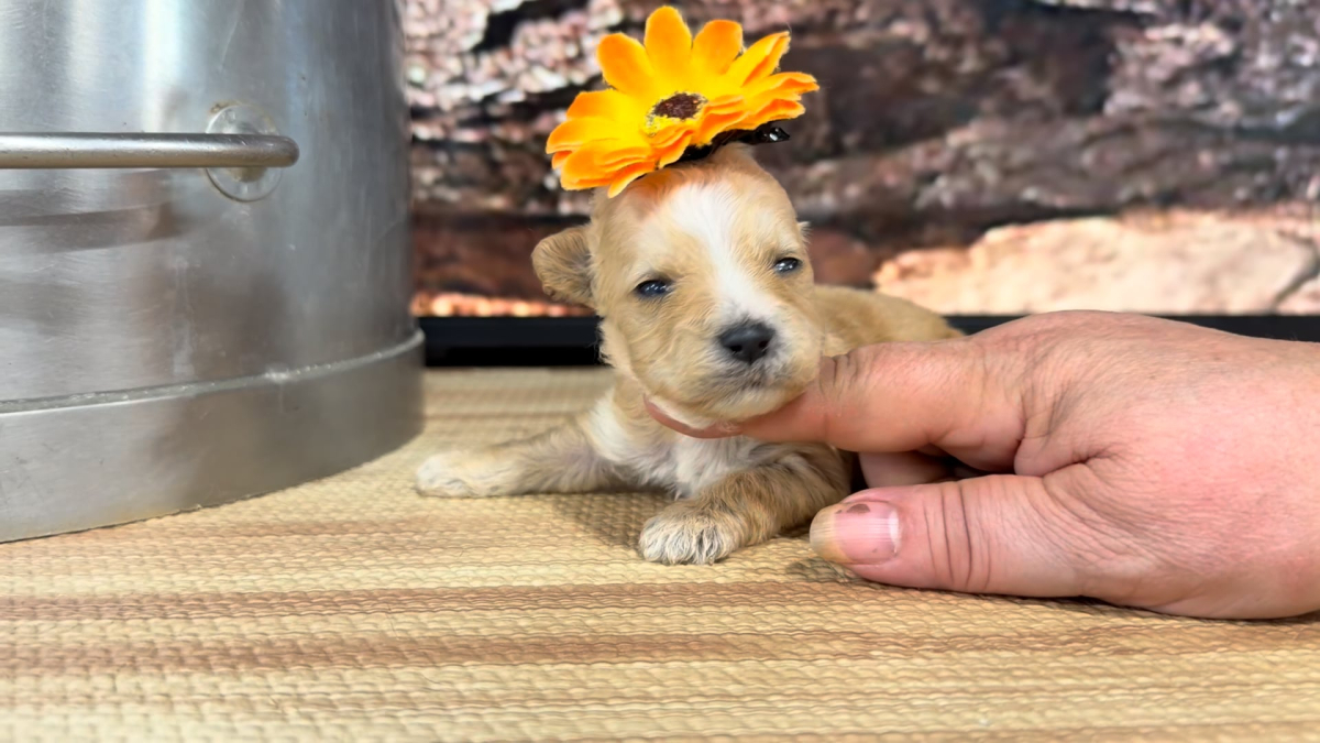 Chihuahua F 9299