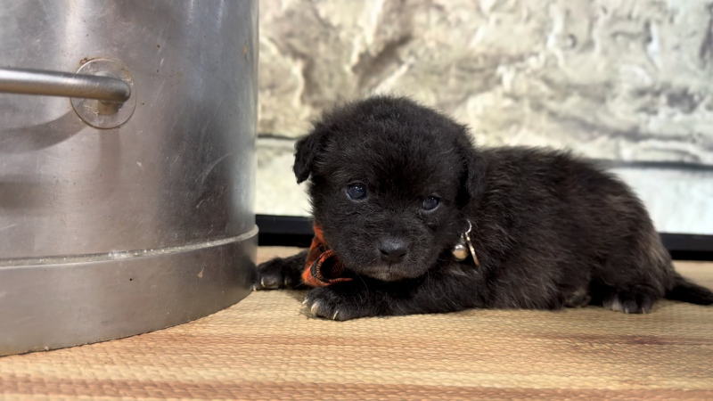 Morkiepoo M 9392