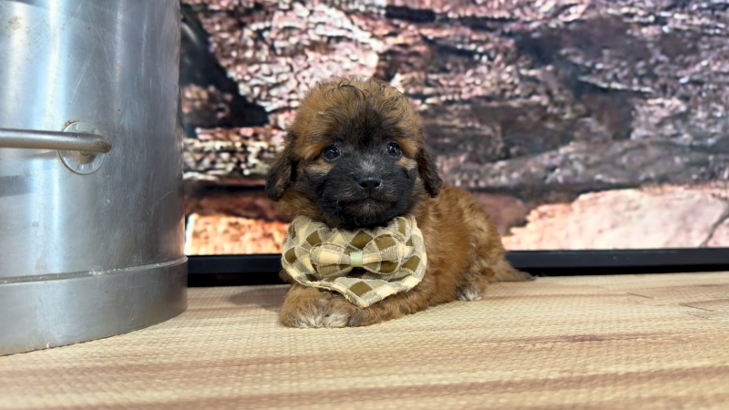Teddy Bear M 8901