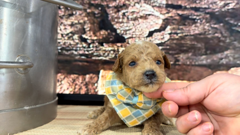 Mini Goldendoodle Fancy Platinum M 8904