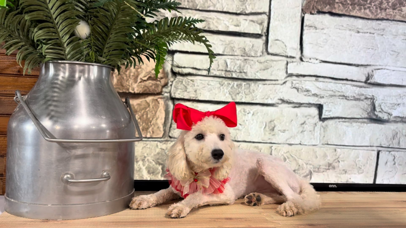 Maltipoo F 5130