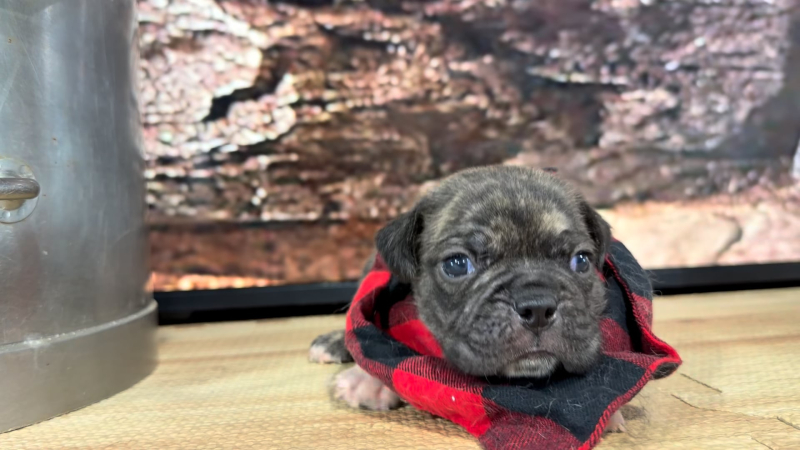 French Puggle M 9297